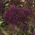 Trachelium Lake Michigan Violet