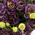 Lisianthus Rosanne 1 Black Pearl