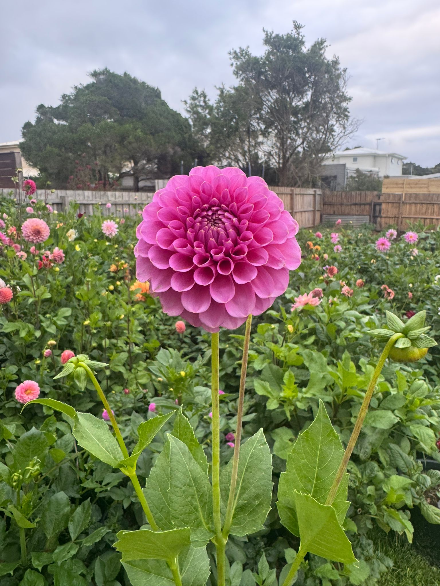Florelie Lizzie Lou - Tuber