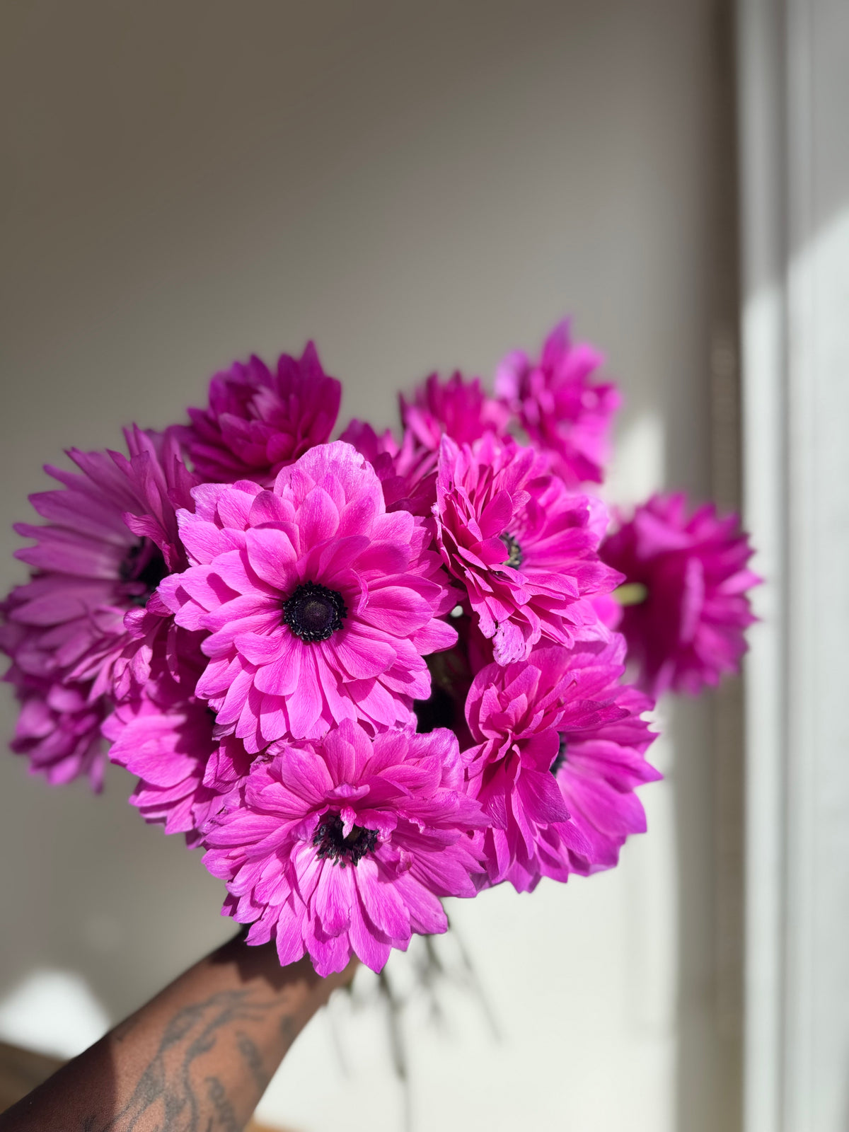 Anemone Levante Fuchsia - Corms