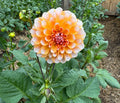 Portlight Pair Beauty - Tuber