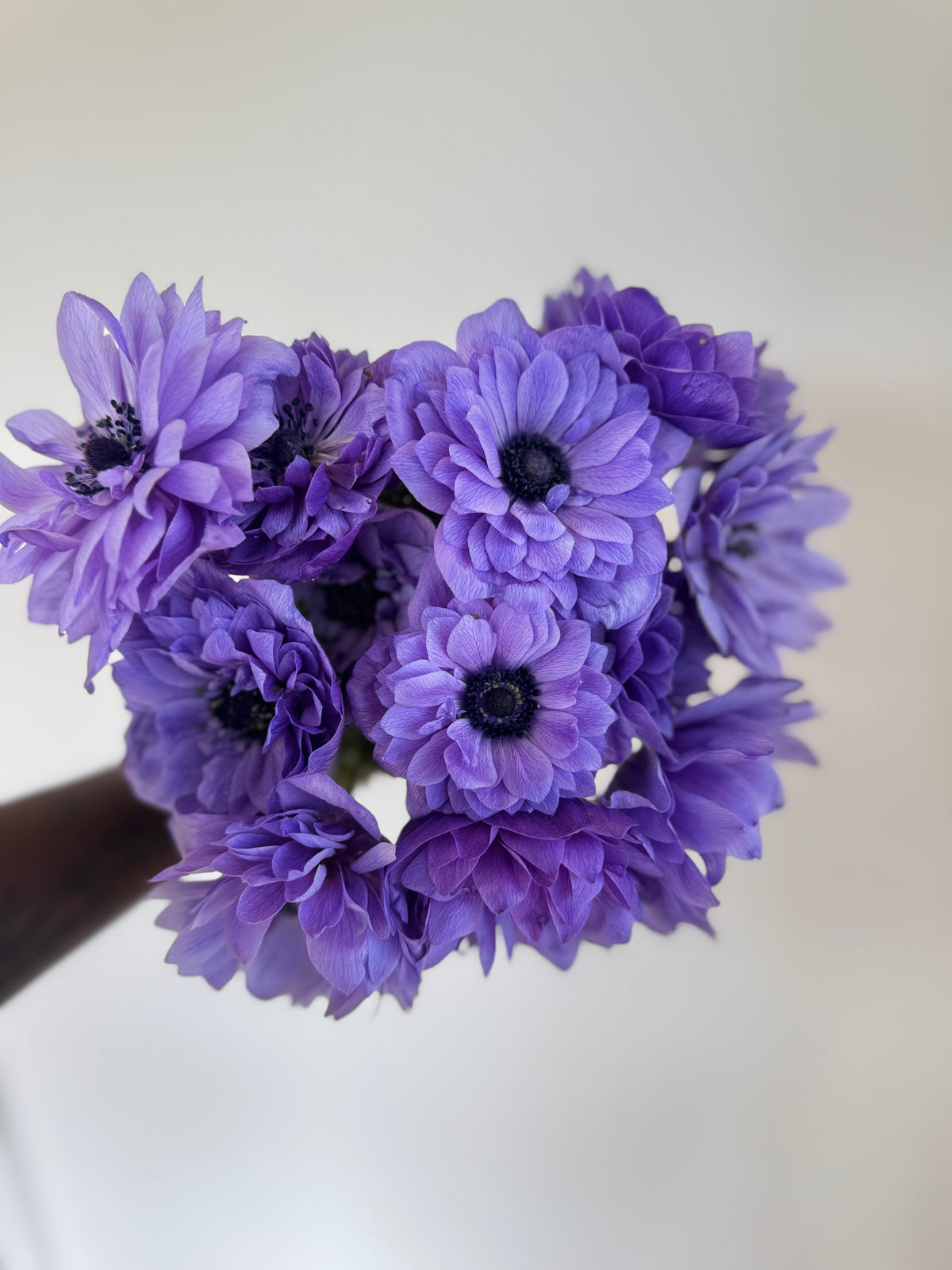 Anemone Levante Blu - Corms