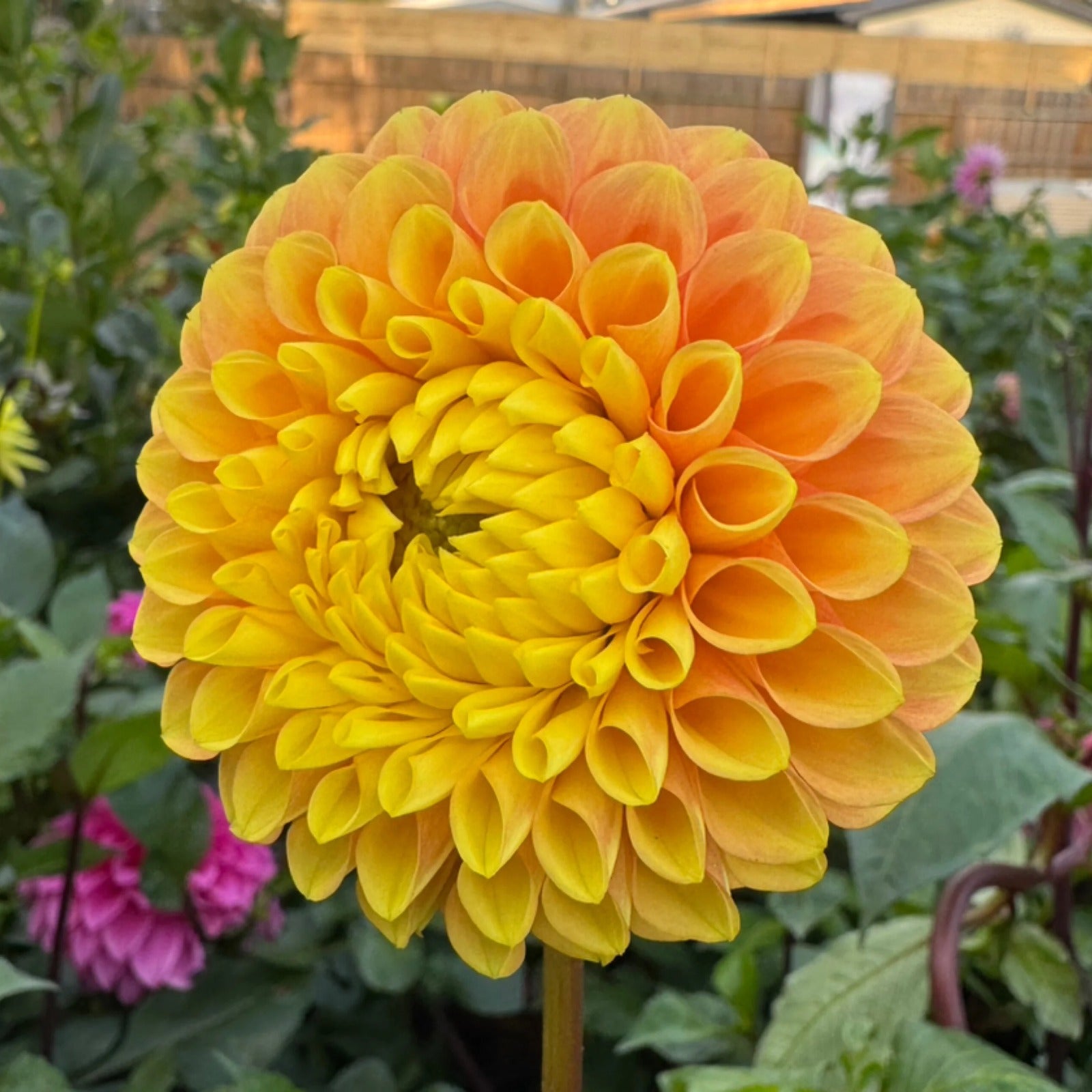 Alfie's Marigold - Tuber