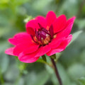 Grenadier - Tuber