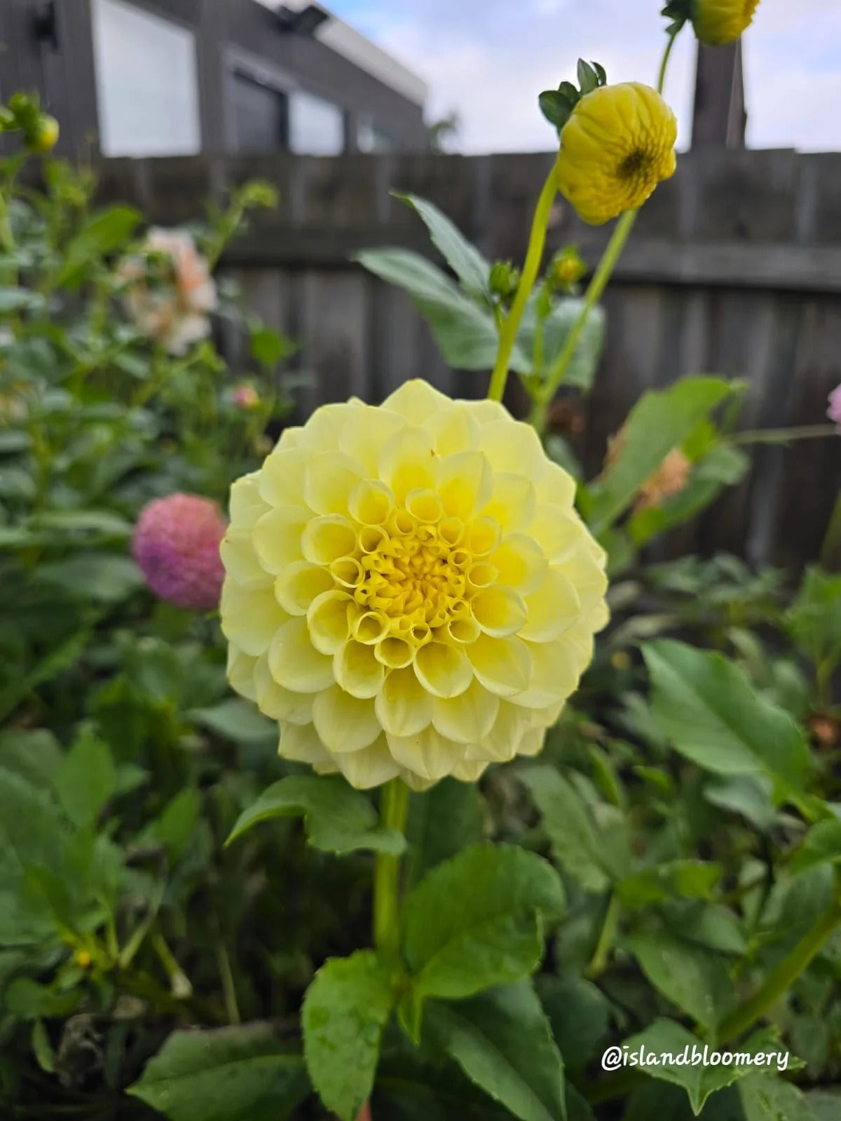 Florelie Limonata - Tuber