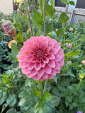 Florelie Flamingo - Tuber