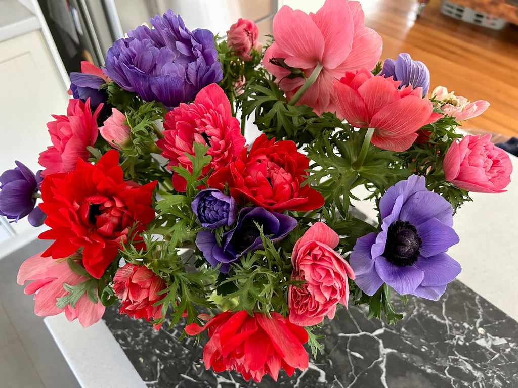 Anemone Levante Rosa Chiaro