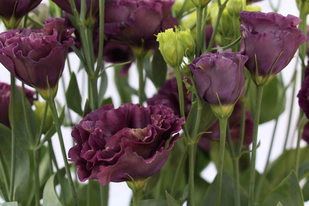 Lisianthus Rosanne 1 Black Pearl