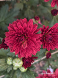 Cosmo Bordeaux
