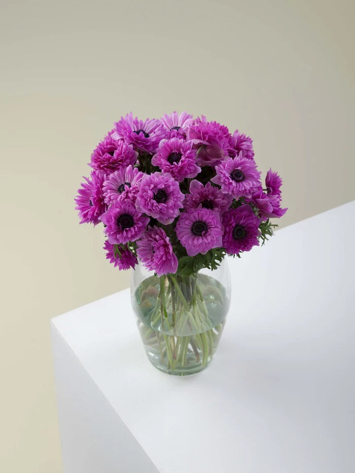 Anemone Levante Fucsia