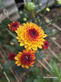Jewel - Unknown ID 1