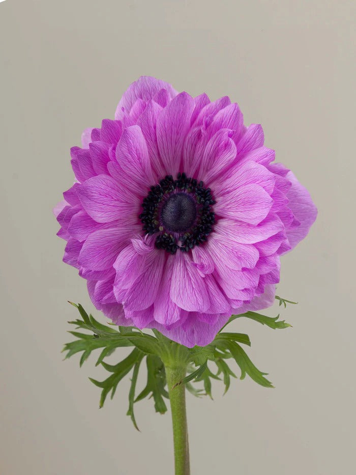 Anemone Levante Fucsia