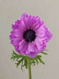 Anemone Levante Fucsia
