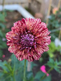 Florelie Raspberry Cheesecake- Tuber