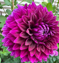 Dahlia Cuttings Masterclass