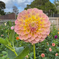 Coorabell Moonglow - Tuber