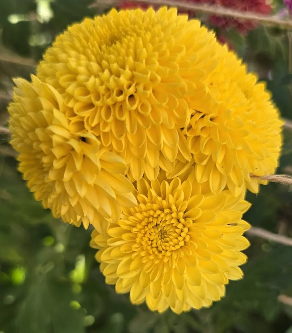 Jewel Citrine