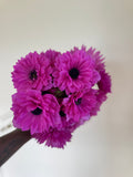 Anemone Levante Fuchsia - Corms