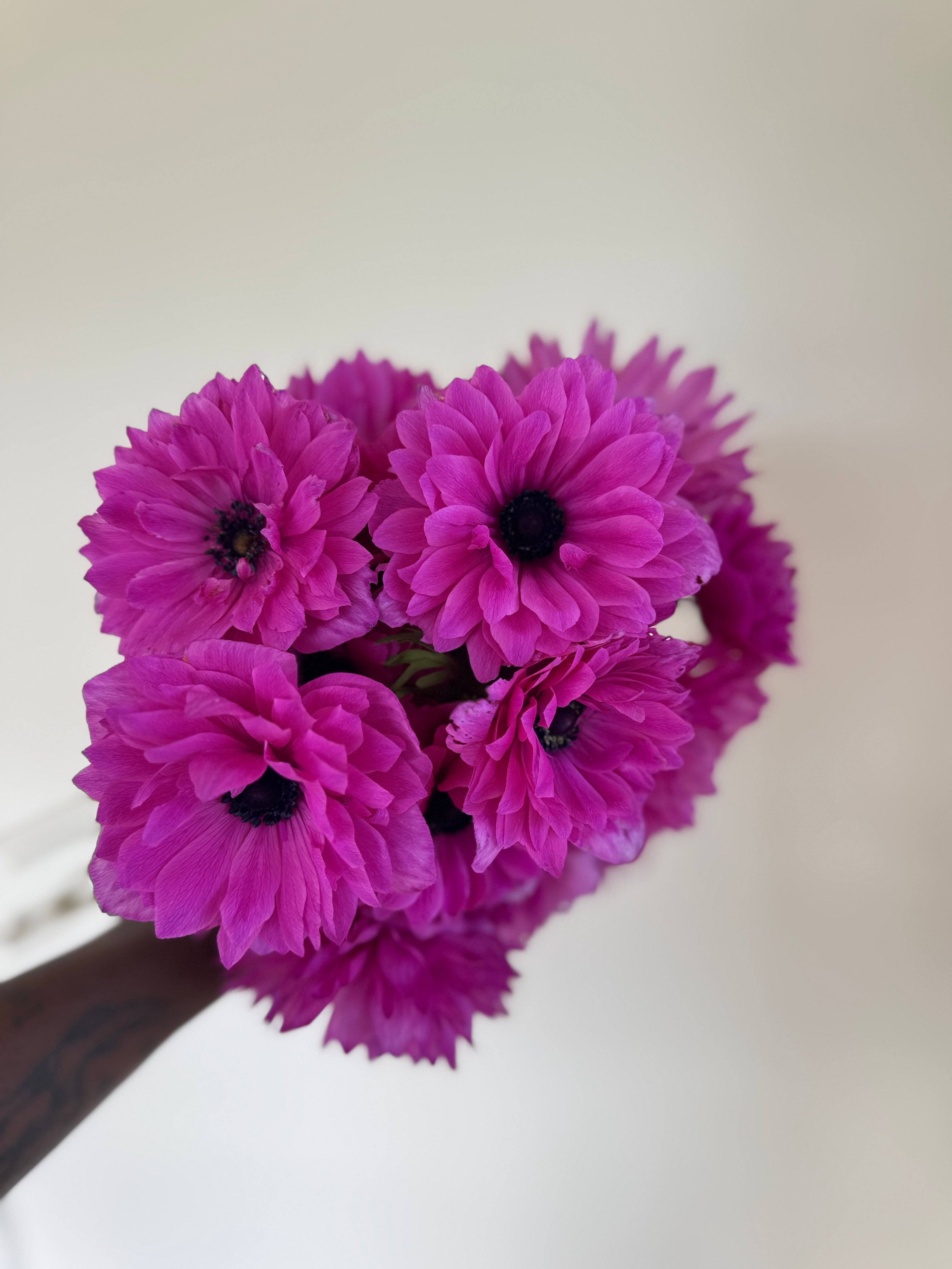 Anemone Levante Fuchsia - Corms