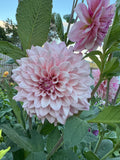 Florelie Antique - Tuber