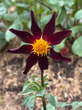 Veronne's Obsidian - Tuber