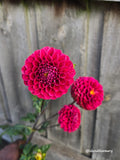 Everbloom Vintage Velvet - Tuber