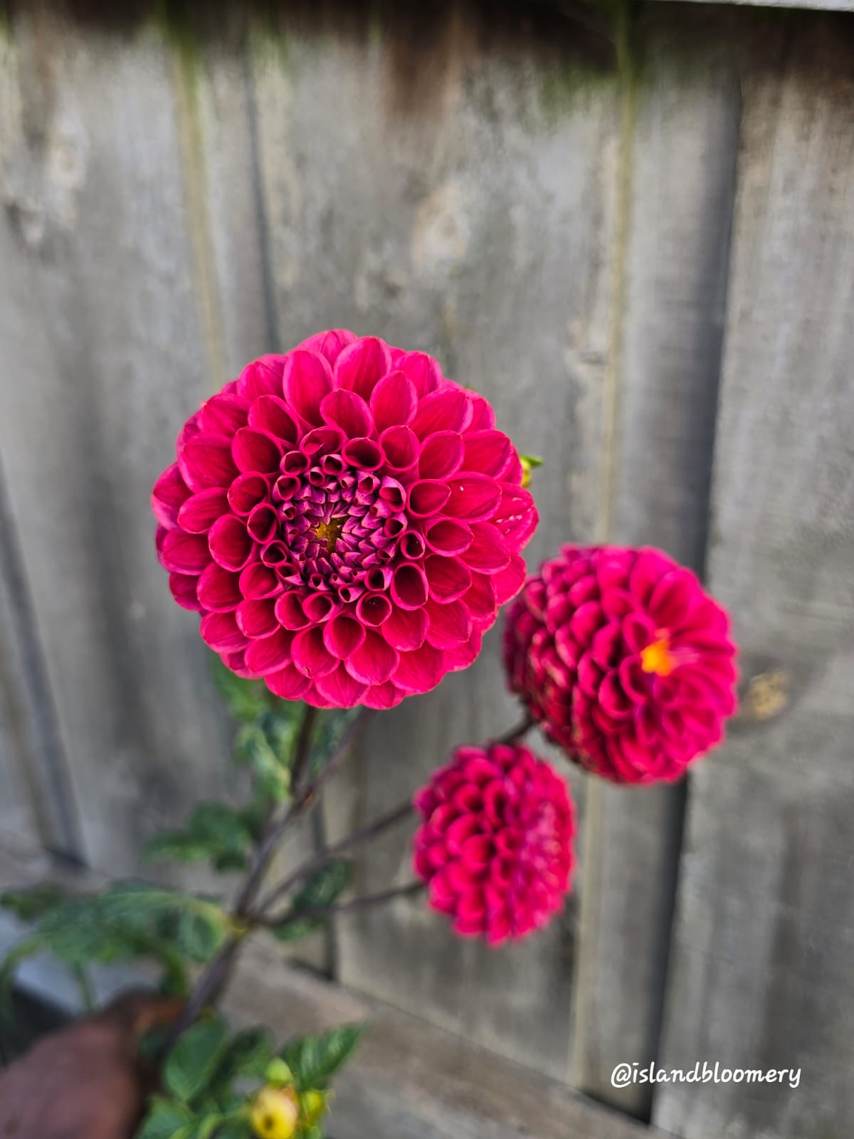 Everbloom Vintage Velvet - Tuber