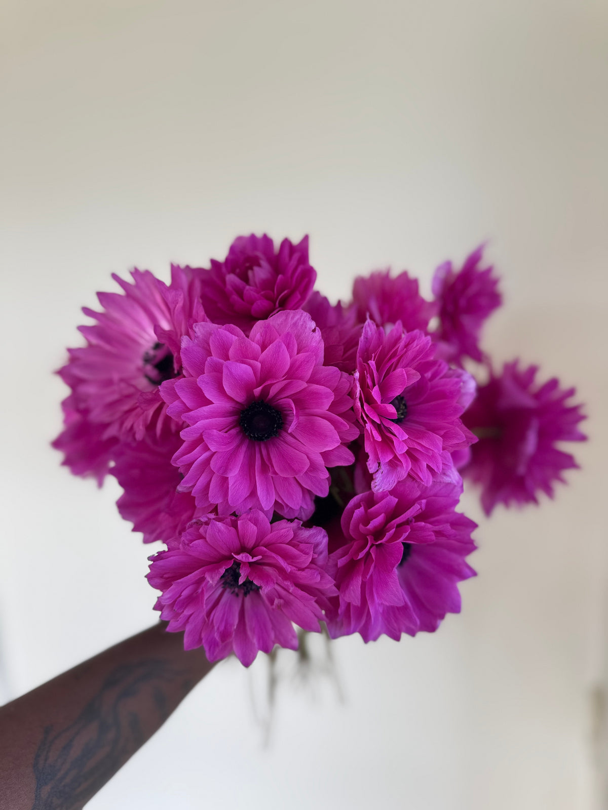 Anemone Levante Fuchsia - Corms