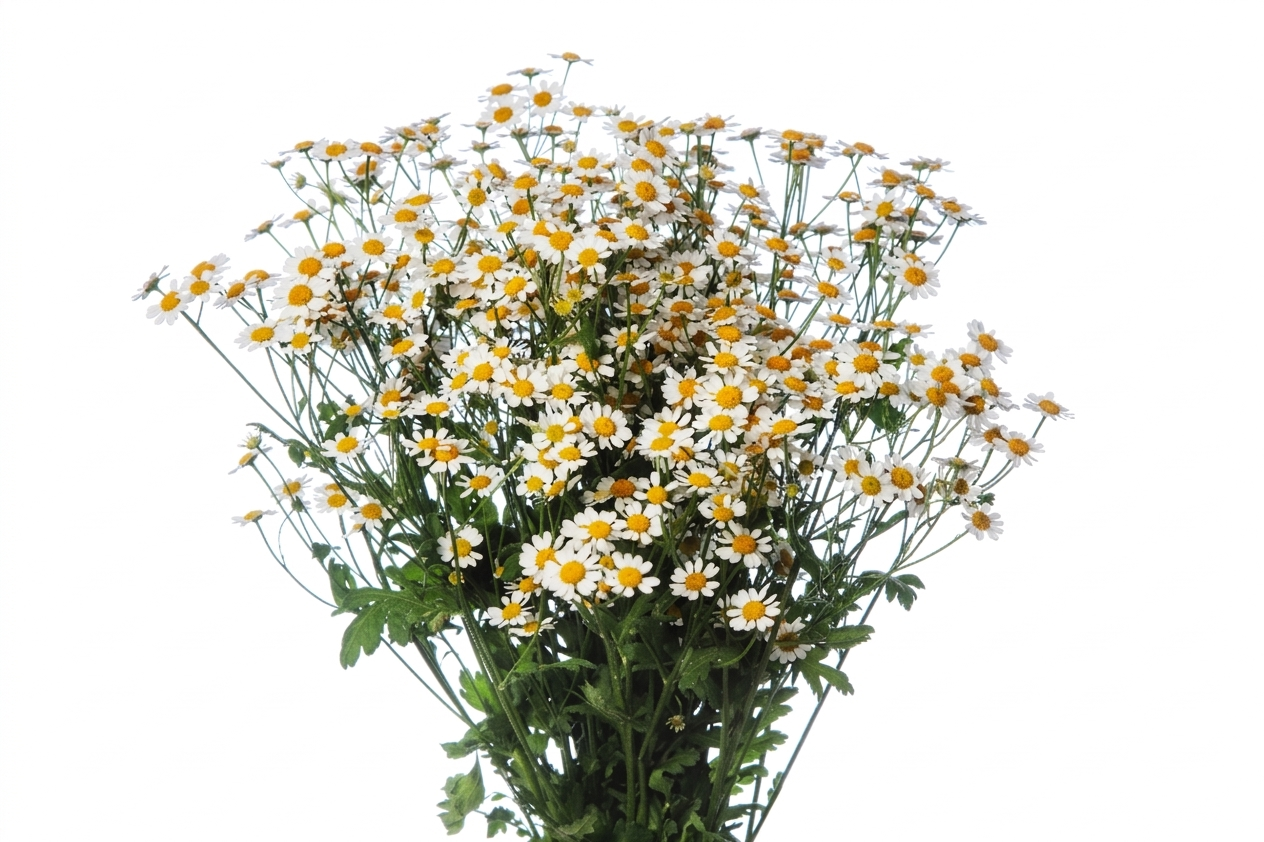 Matricaria Champagne