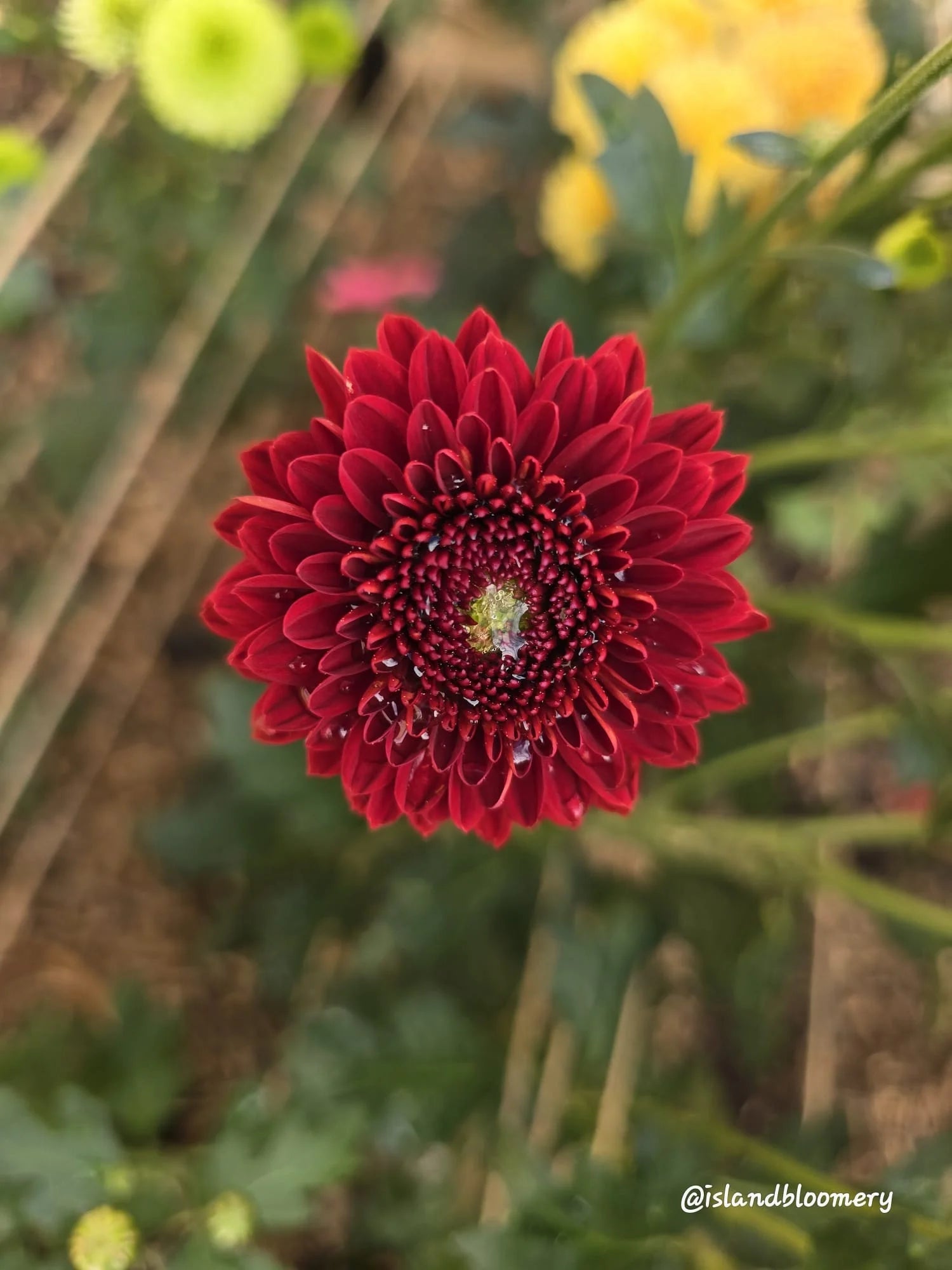 Jewel - Unknown ID 4