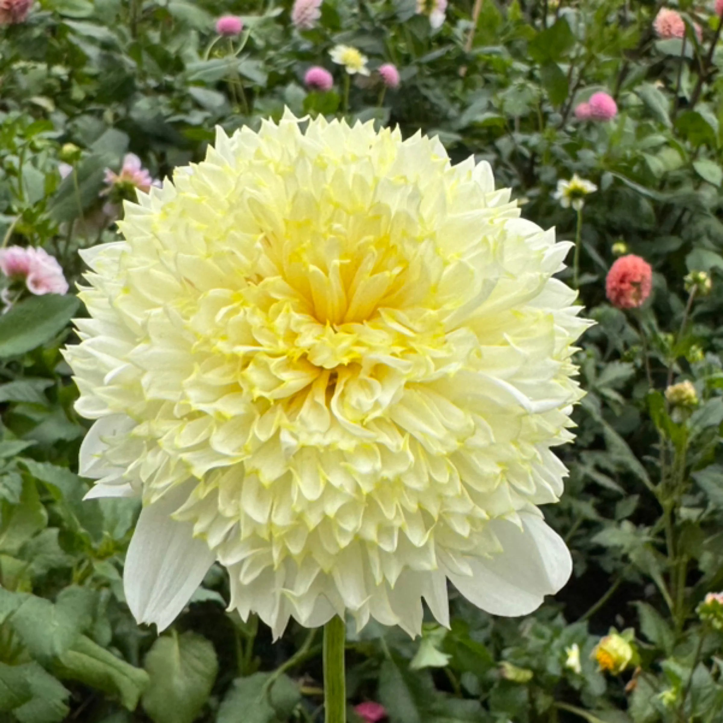 Lemon Sorbet - Tuber