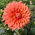 Lileah Peachy Keen - Tuber