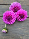 Pink Show - Tuber