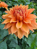 Riverview Joy - Tuber