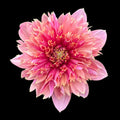Ron's Beauty - Tuber