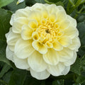 Serenade Buttercream - Tuber