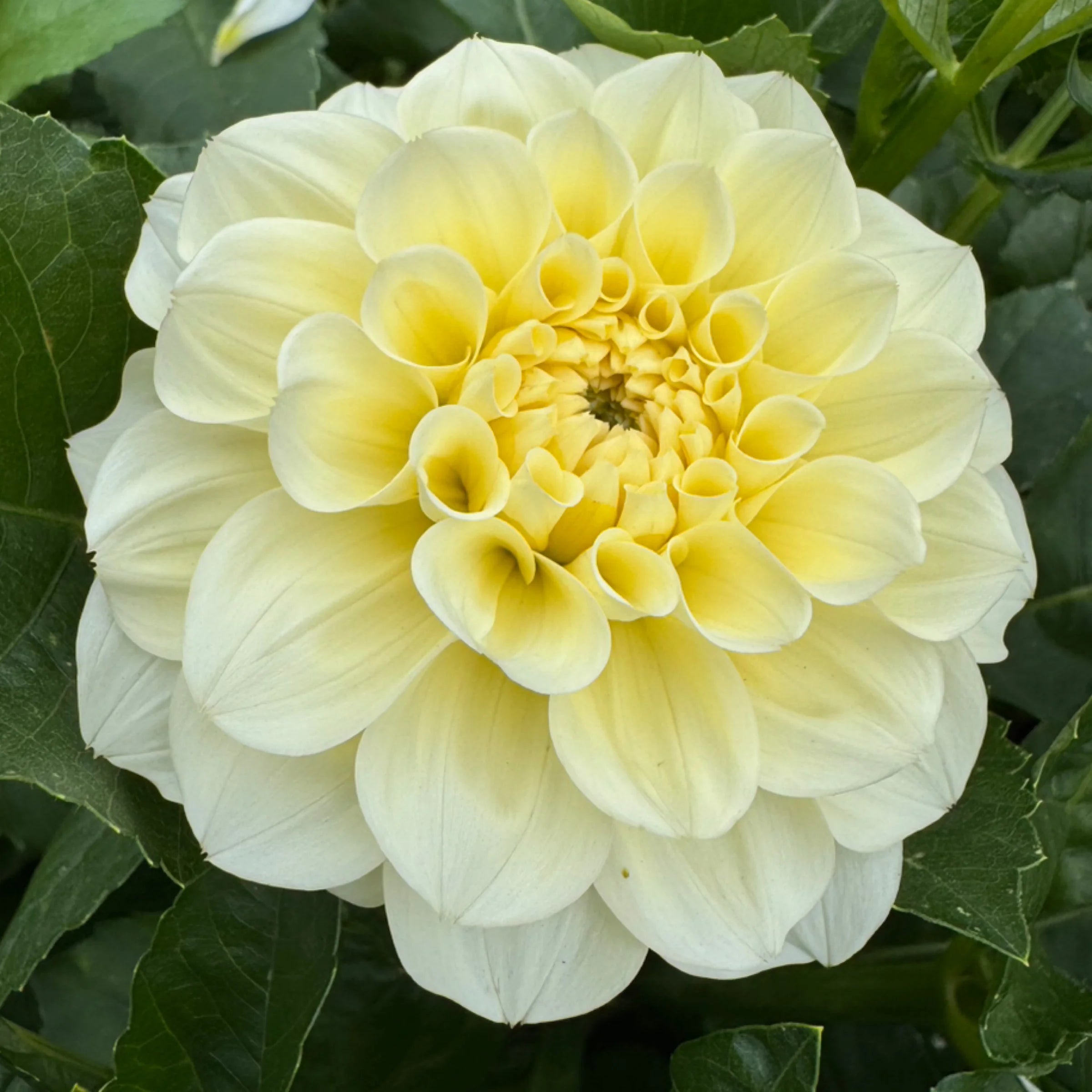 Serenade Buttercream - Tuber