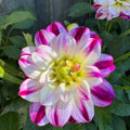 Wines and Roses - Tuber