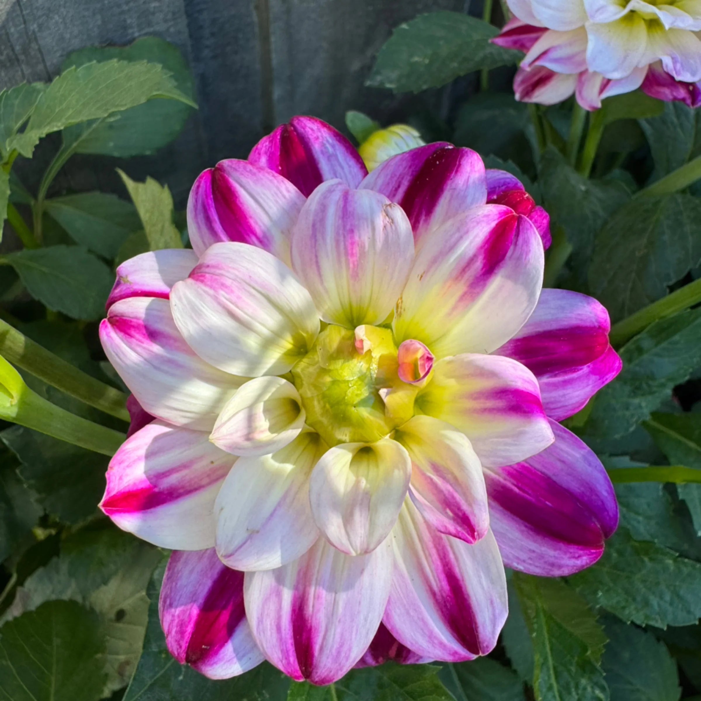 Wines and Roses - Tuber