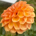 Winkie Kestrel - Tuber