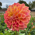 Winkie Rhubarb - Tuber