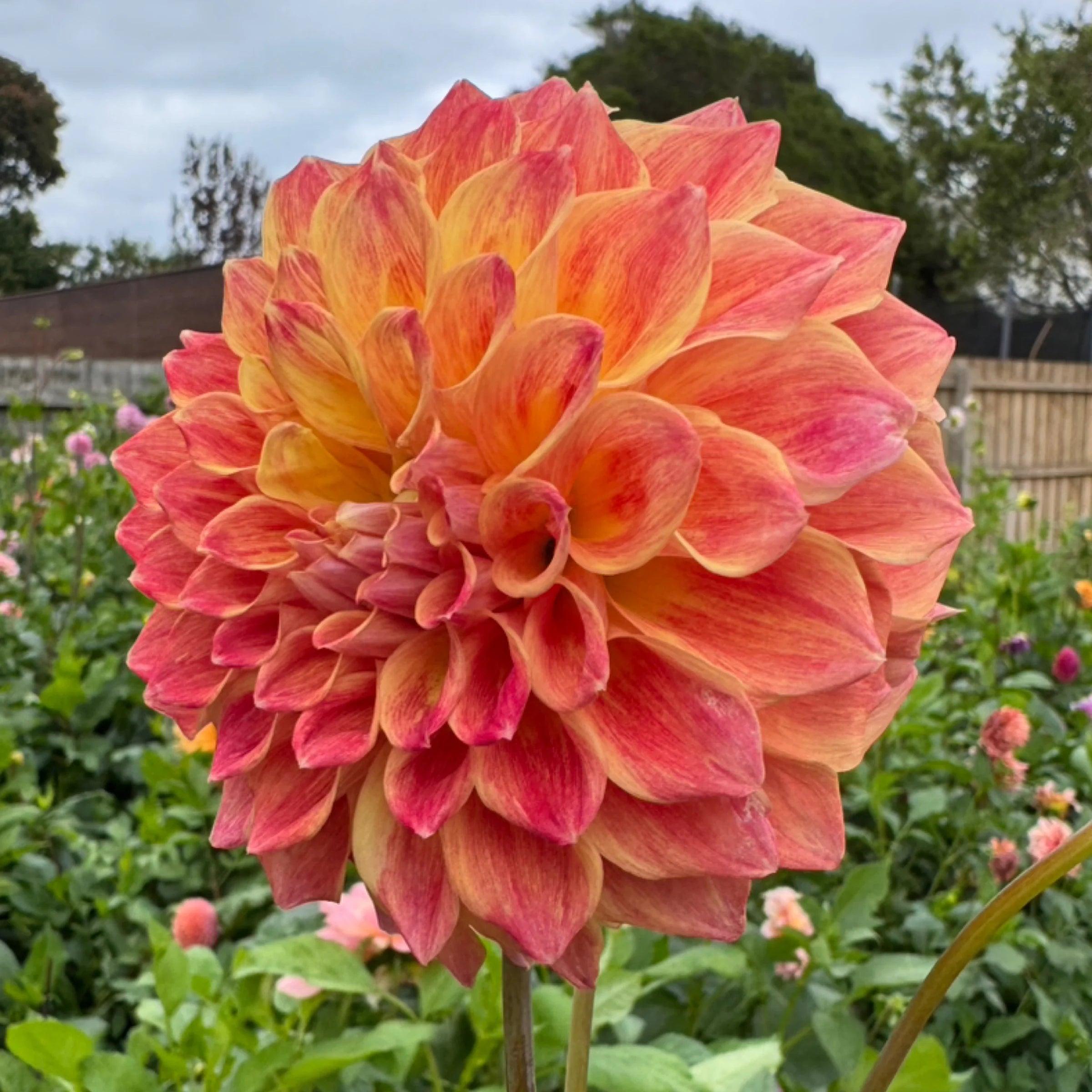 Winkie Rhubarb - Tuber