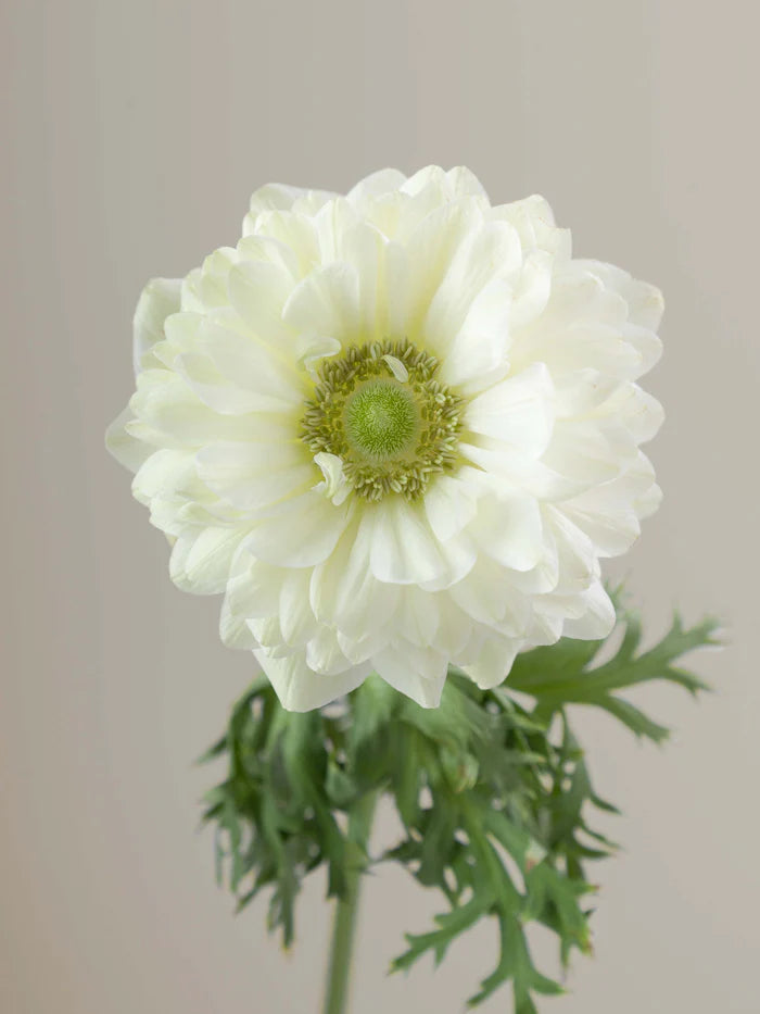 Anemone Levante Bianco