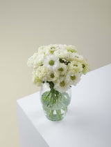 Anemone Levante Bianco