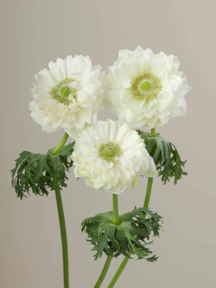 Anemone Levante Bianco