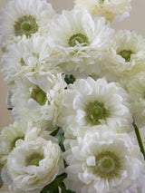 Anemone Levante Bianco