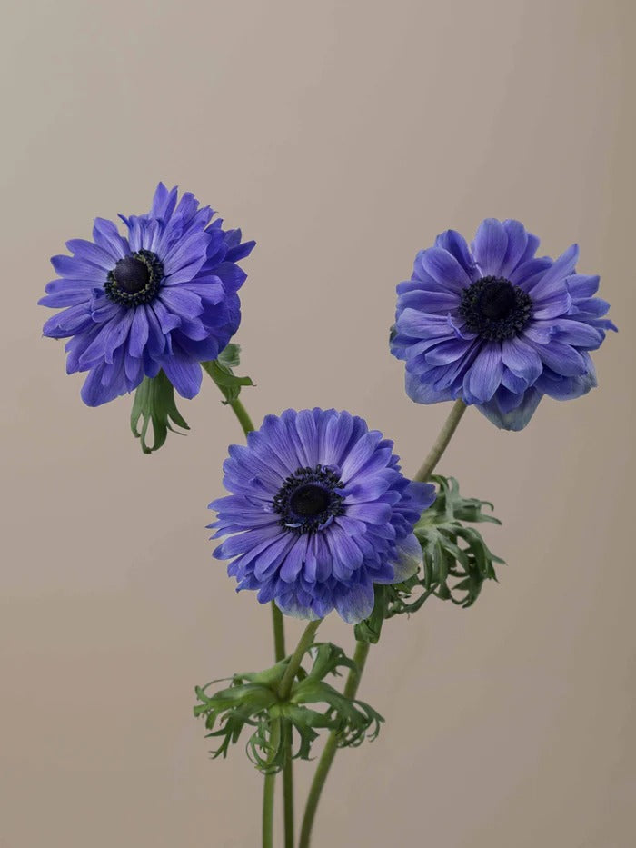 Anemone Levante Blu