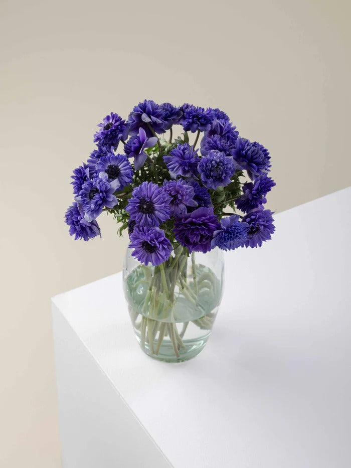 Anemone Levante Blu