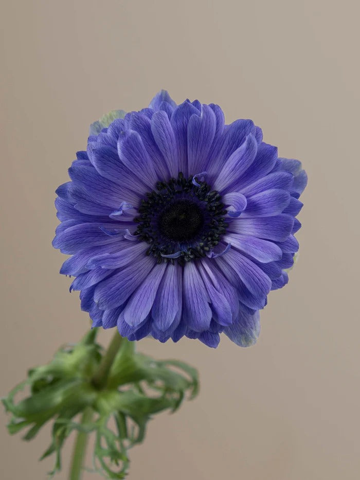Anemone Levante Blu