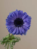 Anemone Levante Blu